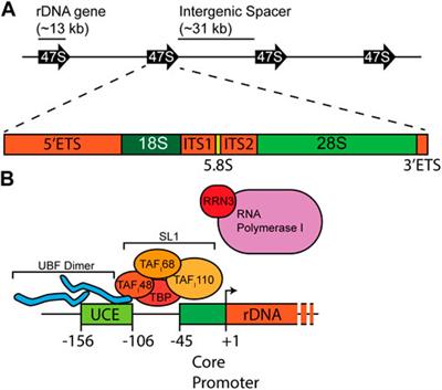 Roles of ribosomal RNA in health and disease